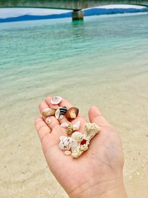 沖縄の貝殻