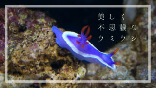 ウミウシ