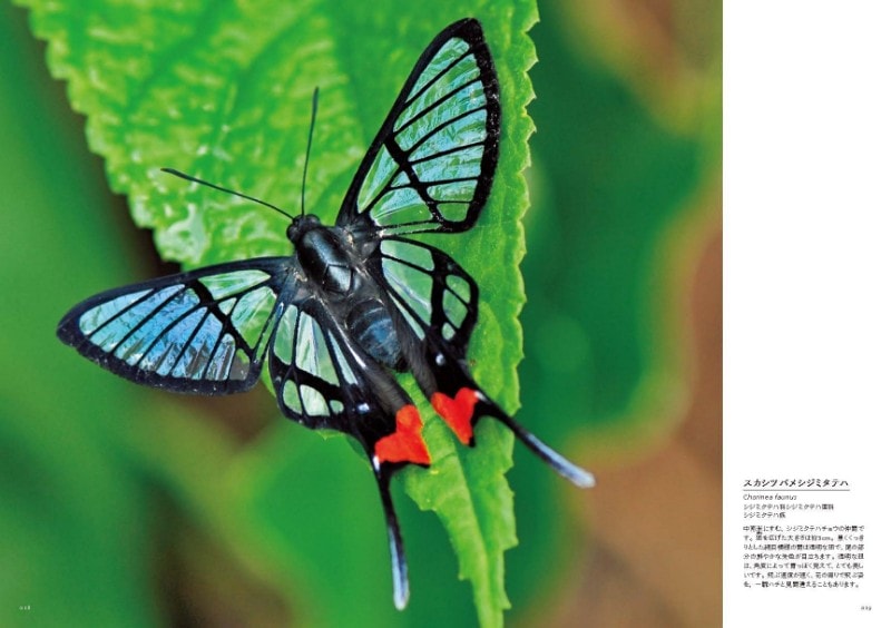 世界の美しい透明な生き物 まるで宝石箱 不思議で神秘的な写真集 シーアブックス