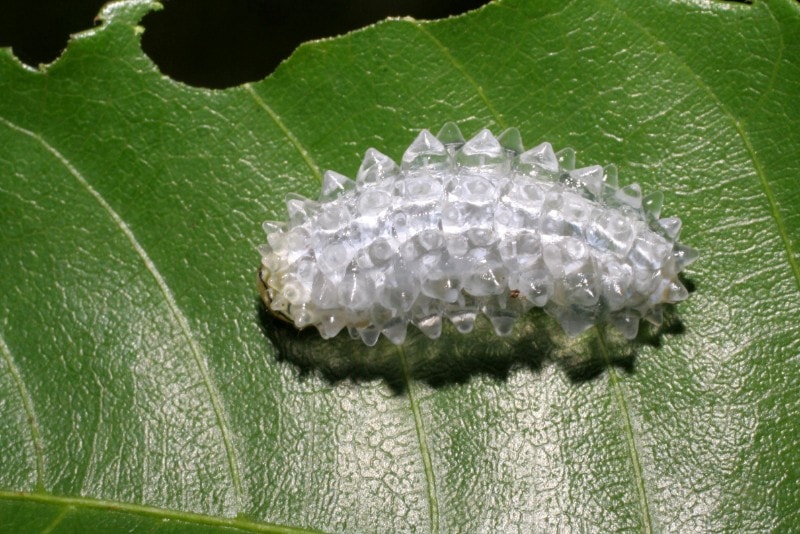 アクラガハマタの幼虫